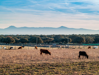 Horses grazing in a field