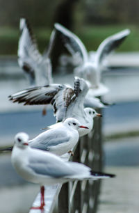 Seagulls flying over lake