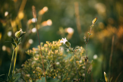 Close-up of flowering plants on field