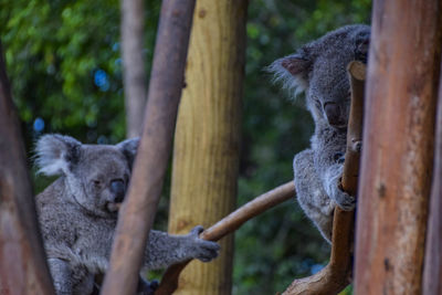 Close-up of two cats in zoo