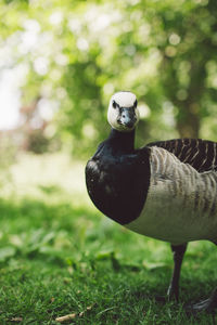 Portrait of goose perching on field