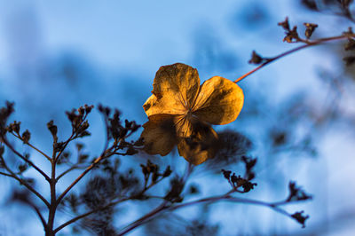 Close-up of yellow flowering plant