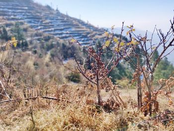 Dry plants on field against sky