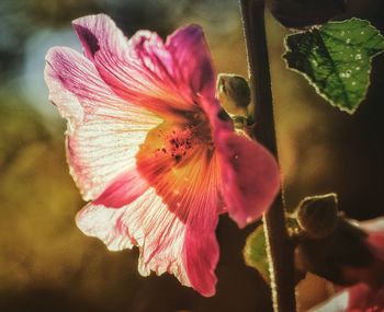 Close-up of pink hibiscus blooming outdoors