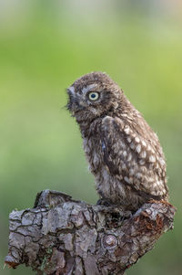 Close-up of owl perching on rock