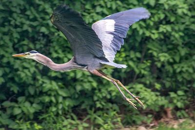 View of a bird flying