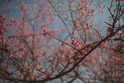 Low angle view of pink cherry blossom