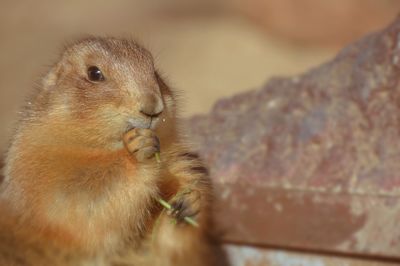 Close-up of squirrel eating