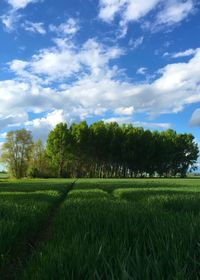 Scenic view of grassy field against sky