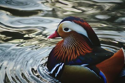 Close-up of birds in water