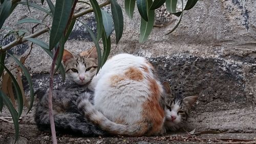 View of a cat resting