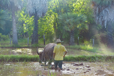 Asian man using the buffalo to plow for rice plant in rainy season,rural countryside of thailand