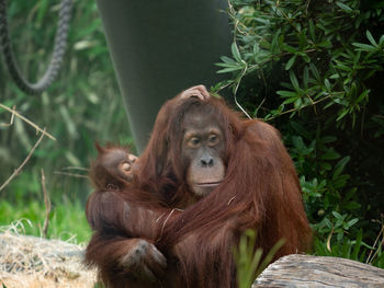 Monkey in a forest