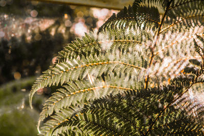 Close-up of plant