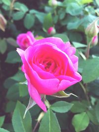 Close-up of pink rose blooming outdoors