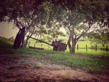 Trees on grassy field