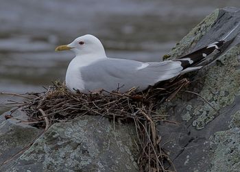 Seagull perching on nest