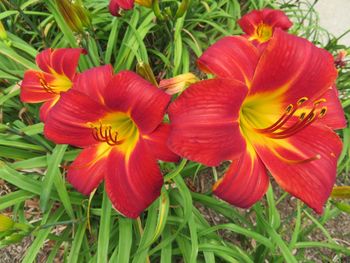 Close-up of day lily blooming outdoors