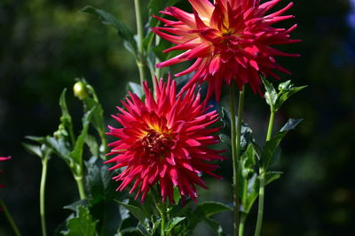 Close-up of red flowering plant