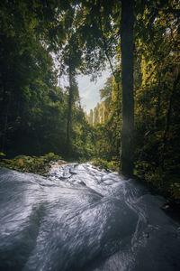 Scenic view of river flowing amidst trees in forest