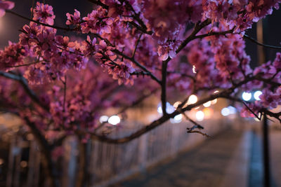 Low angle view of pink flowering tree