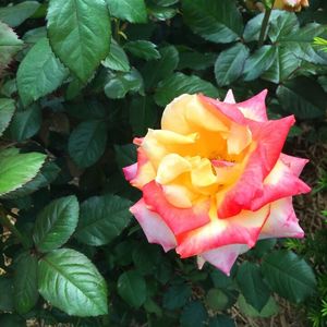 Close-up of flower blooming outdoors