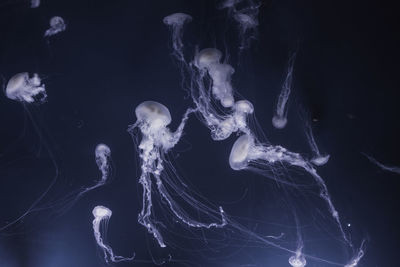 Close-up of jellyfish in water