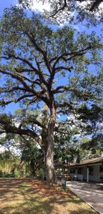 Trees against sky