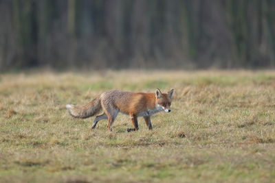 A red fox in a winter coat