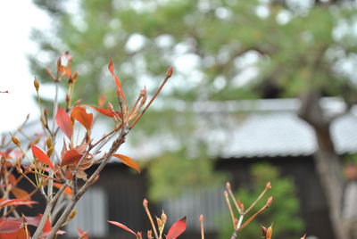 Close-up of red flowers