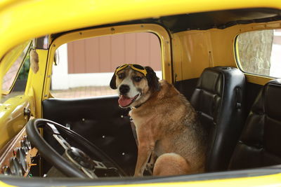 Dog sitting in car