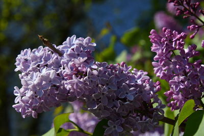 Close-up of butterfly pollinating on purple flowering plant
