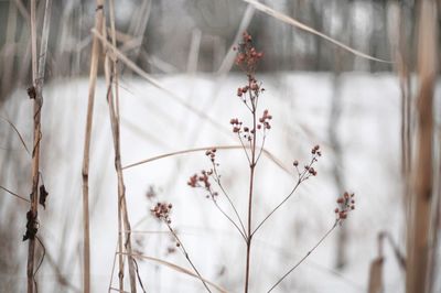 Close-up of flowering plants against blurred background