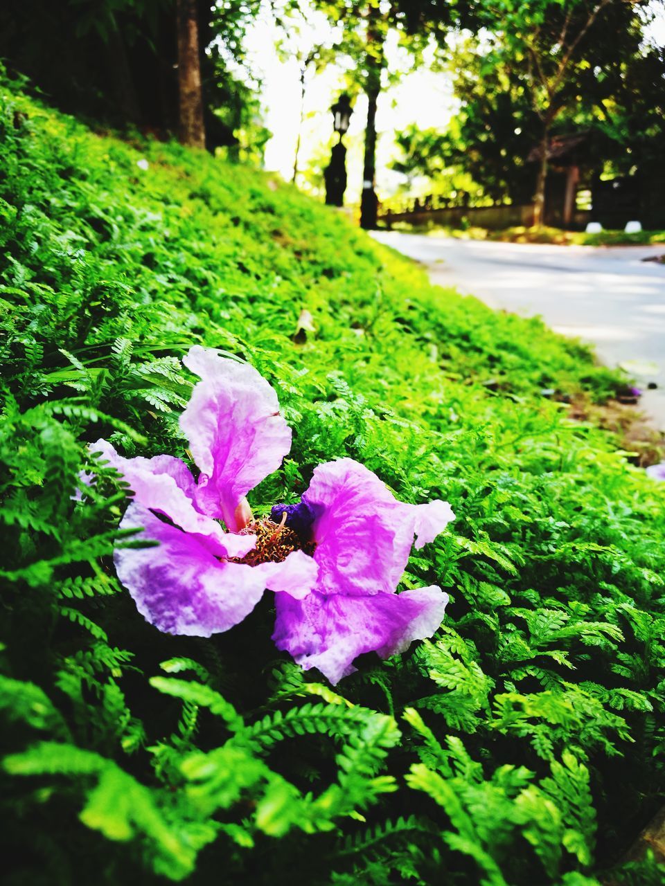 CLOSE-UP OF FLOWER IN PARK