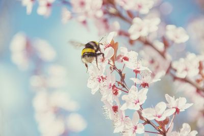 Close-up of bee pollinating on cherry blossom