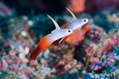 Close-up of fish swimming in aquarium