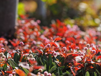 Close-up of red flowering plants