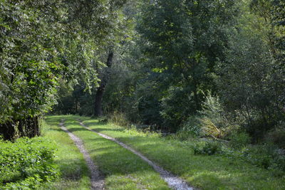 Road amidst trees in forest