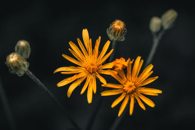 Close-up of yellow flowering plant against black background