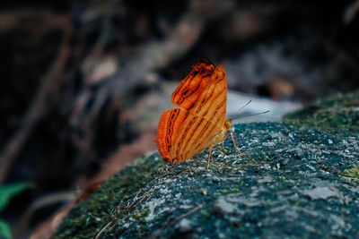 Close-up of dry leaf on rock