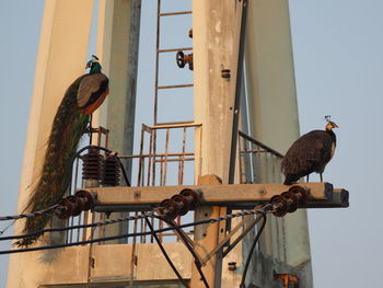 Low angle view of birds perching on metal against sky