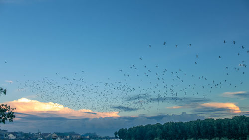Low angle view of birds flying in sky