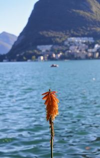 Close-up of flower against sea