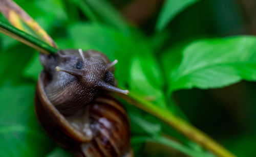 Close-up of snail on leaf