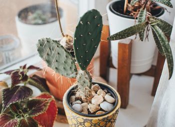 High angle view of potted plant on window sill.