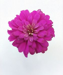 Close-up of pink rose against white background