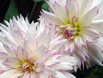 Close-up of pink flower