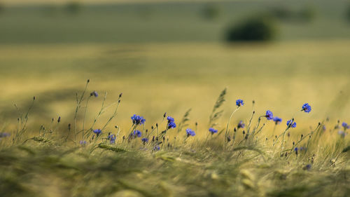 Close-up of purple flowering plants on field