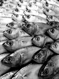 High angle view of fish for sale in market