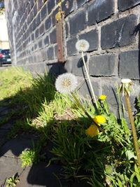 Close-up of flowering plants against wall